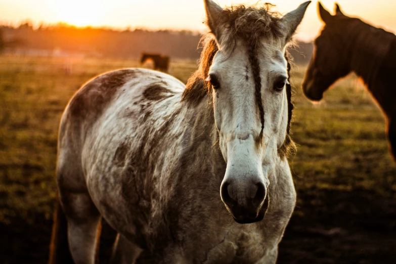 horses standing in a field with sunset in the background