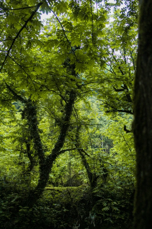 a forest filled with lush green trees covered in leaves