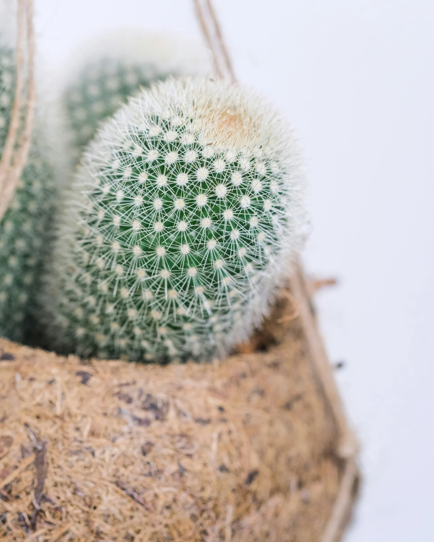 three small green cactus sitting in the center of the picture