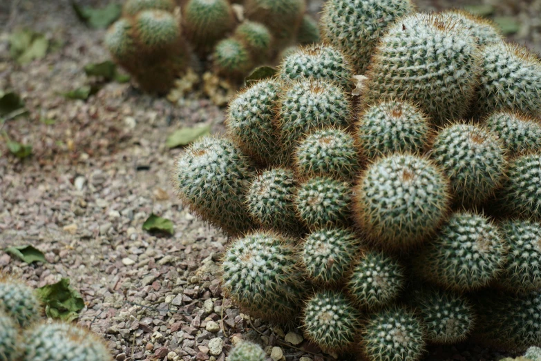 many different size cactus plants in the dirt