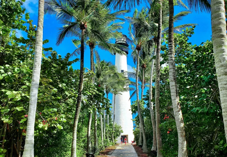 palm trees surround a path leading to a white lighthouse