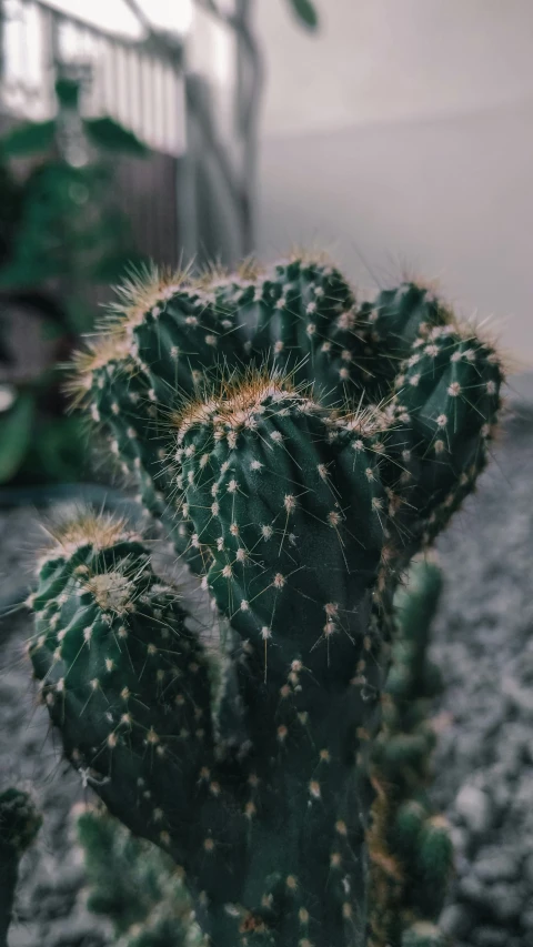 a cactus in front of some other plants