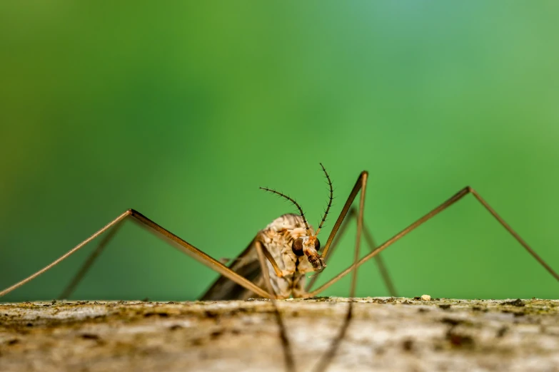 the mosquito is on a wooden surface