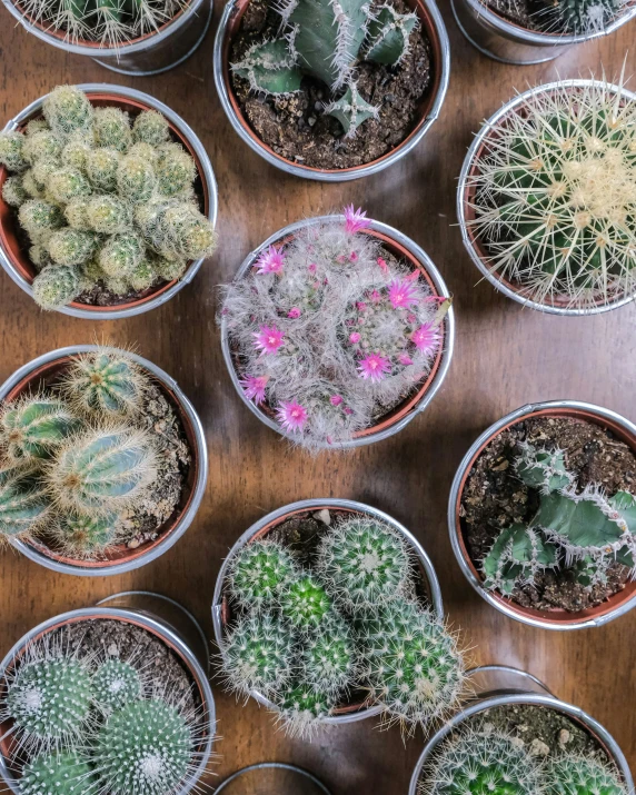 many different kinds of cactus in plastic pots