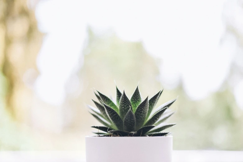 the plant is on the table outside