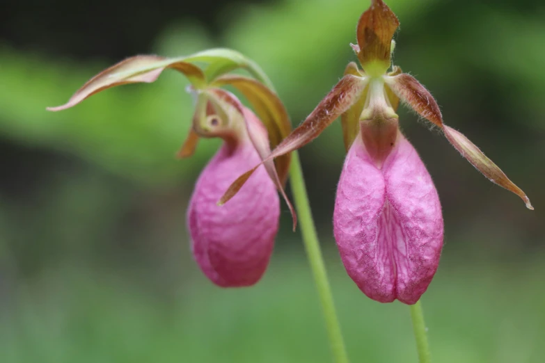 the two pink flowers have no petals