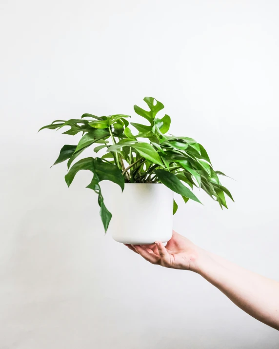 the hand is holding a plant in a pot