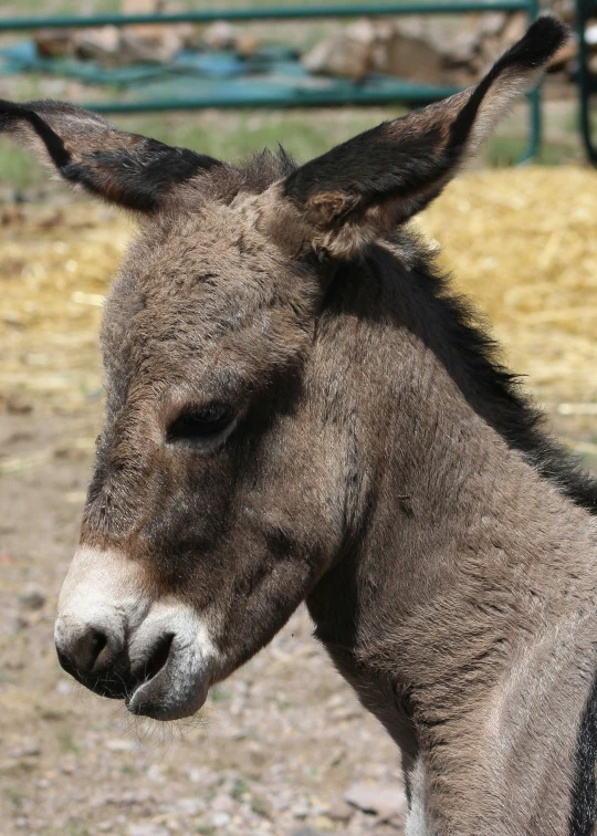 a brown donkey standing in the dirt in front of some wire