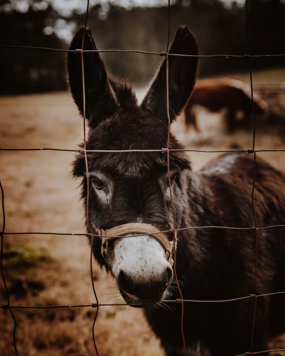 the donkey is looking through the fence at the camera