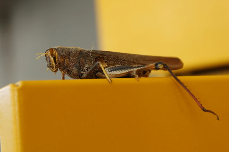 a bug is standing on a yellow surface