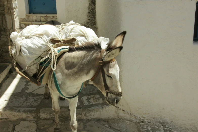 the donkey is tied to the wall with rope