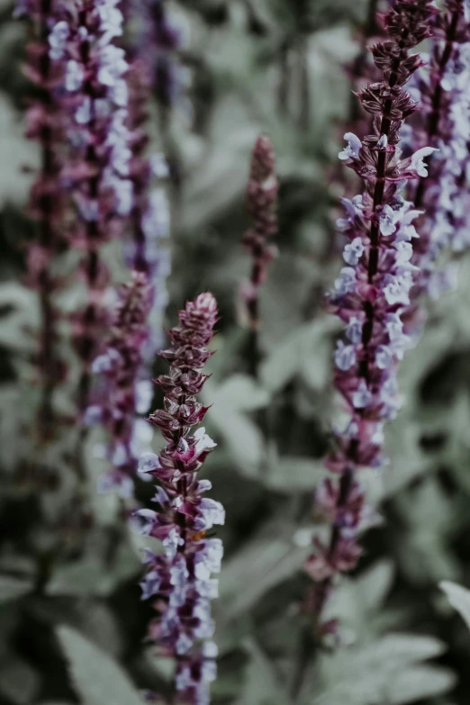 some purple flowers that are next to each other