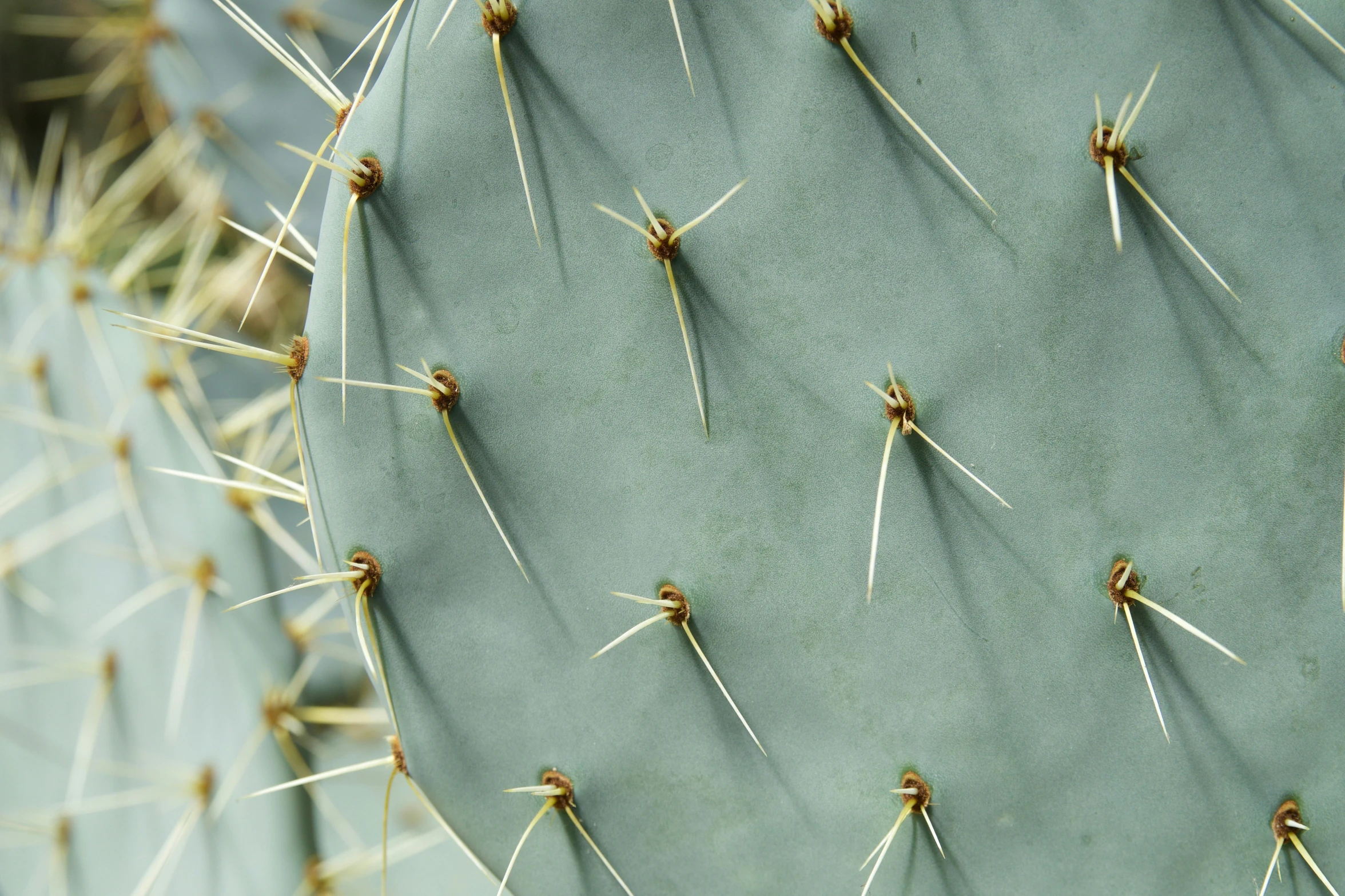 an interesting cactus with no leaves is seen