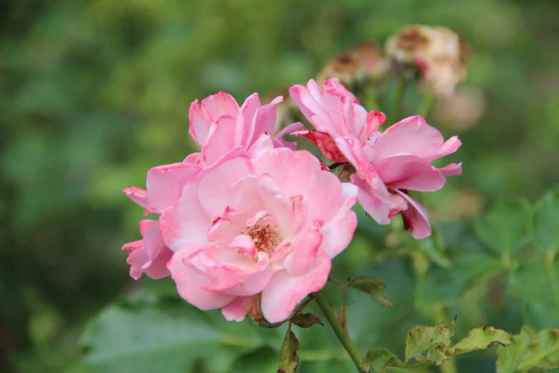 some pretty pink flowers blooming out of their buds