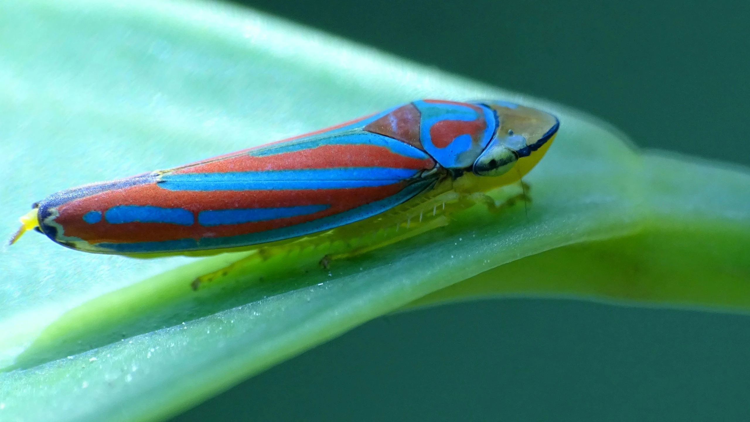 a blue and red bug is resting on a leaf