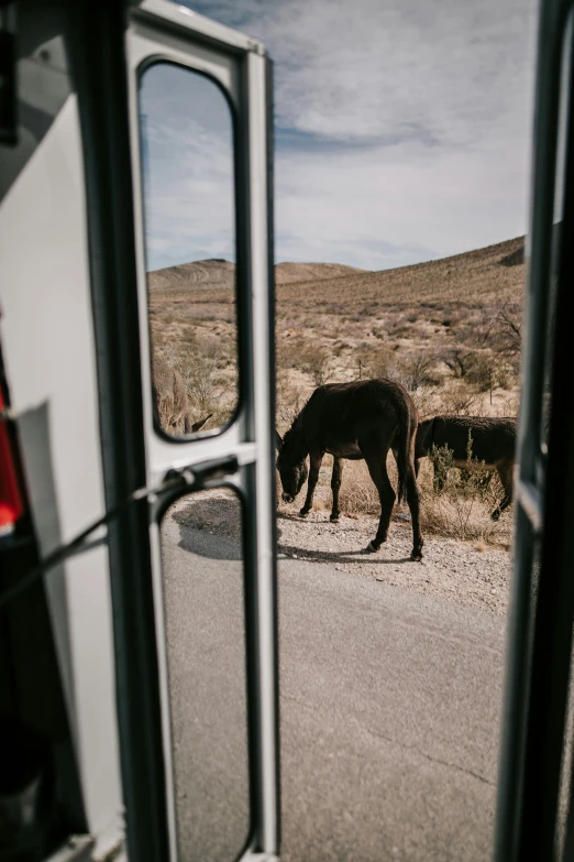 an animal is crossing the street with its reflection in the mirror