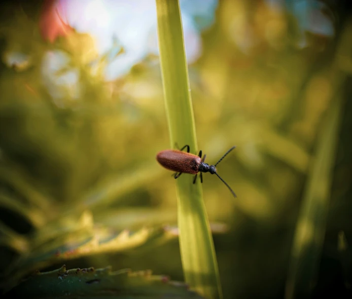 a brown bug sitting on a green plant stem