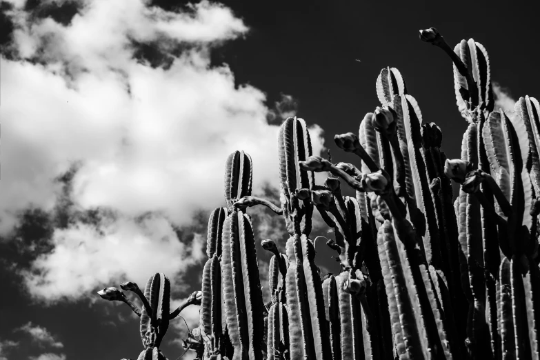 a cactus is in front of a cloudy sky