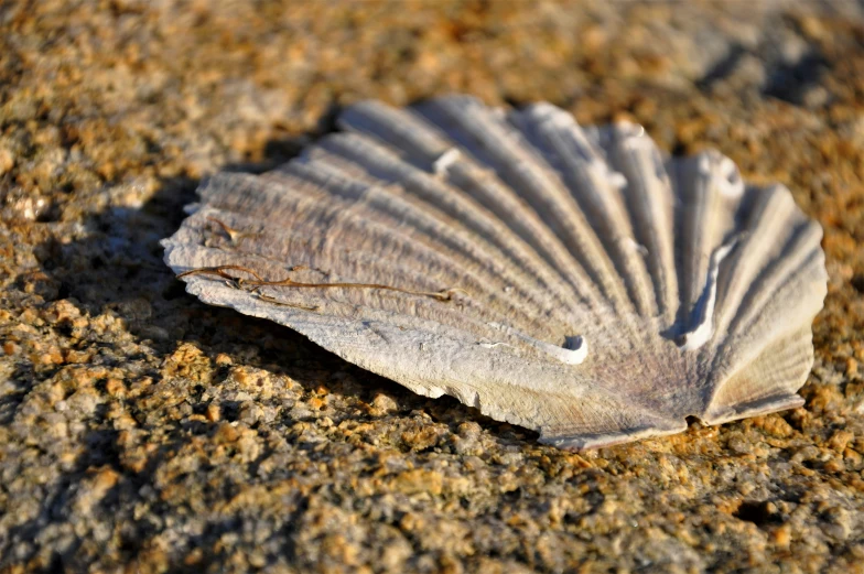 a closeup of an unusual sea shell on the sand