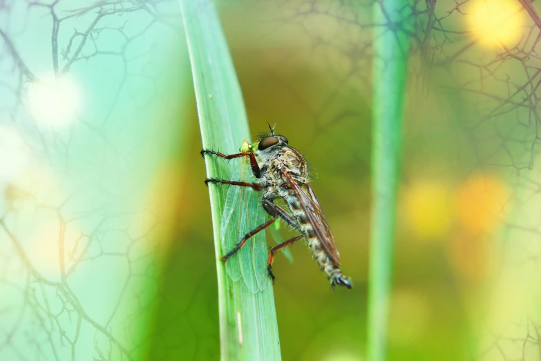 the insect is standing on a tall green leaf