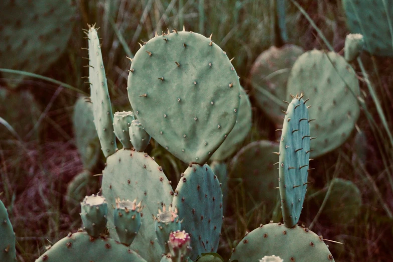 a cactus in the middle of a field