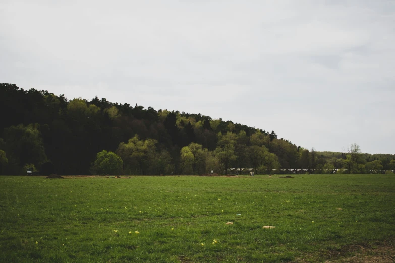 a green field with trees on the side