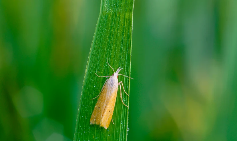 a bug sits on a green leaf in a field