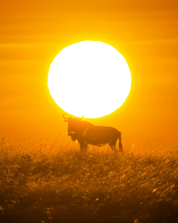 a lone bull is standing in a field during sunset