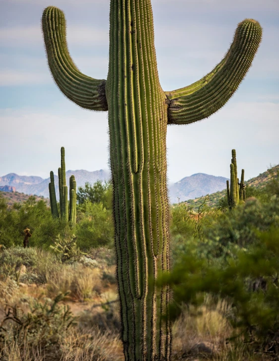 a big saguado cactus sitting in a field