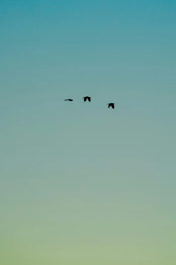 a group of birds flying together in a blue sky