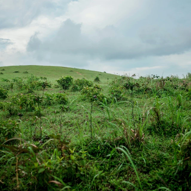 an open field with a very big grassy hill