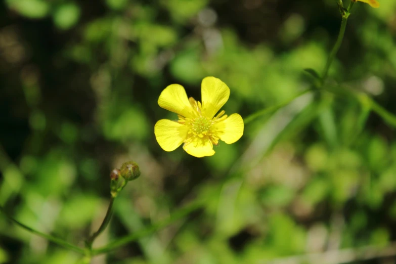 a yellow flower in the center of grass