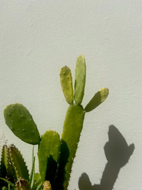 a potted cactus with green plants with small leaves, shadows, and water droplets on the wall