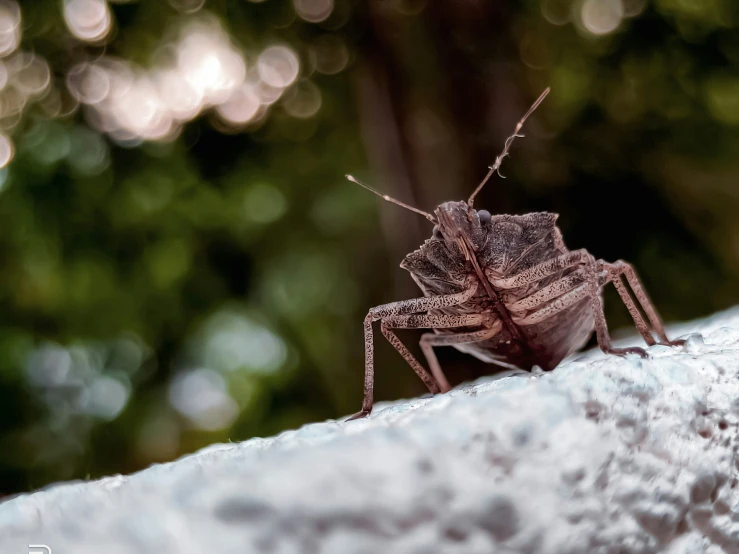 the large brown insect is standing on a rock