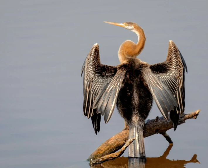 a bird that is sitting on top of a nch