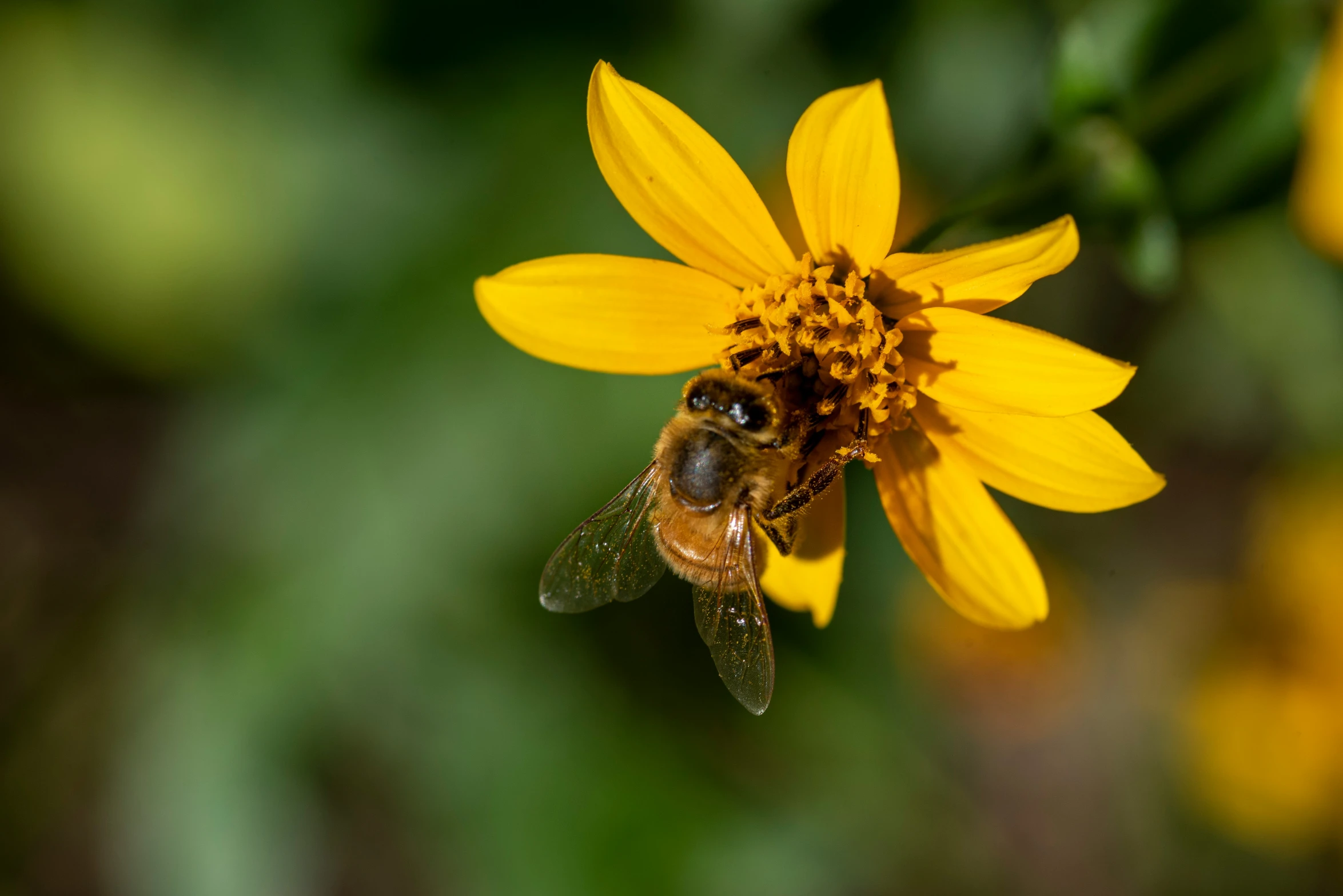 a honeybee resting on a flower that is blooming