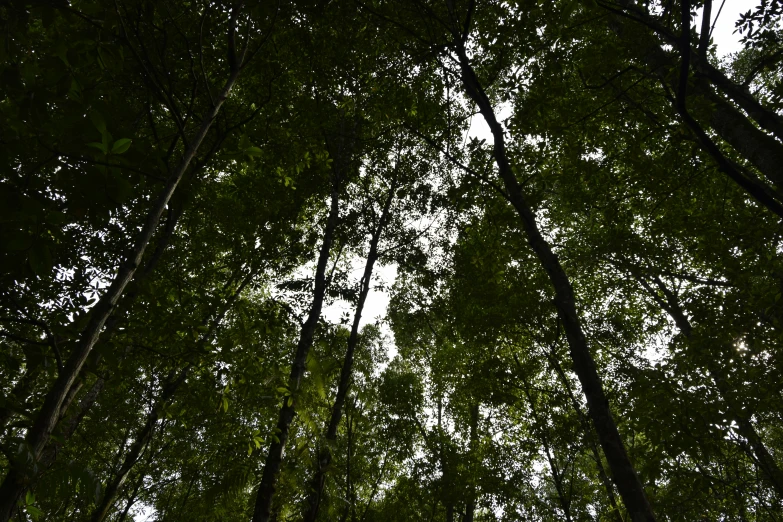 the sun shining through many tall trees in a forest