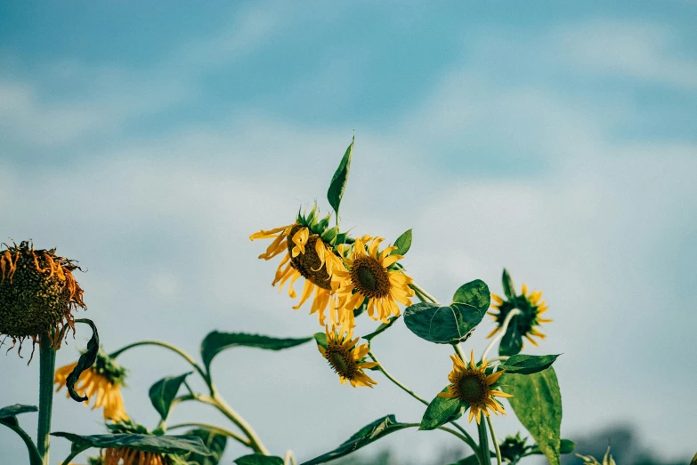 there is only one sunflower on the tall stalk