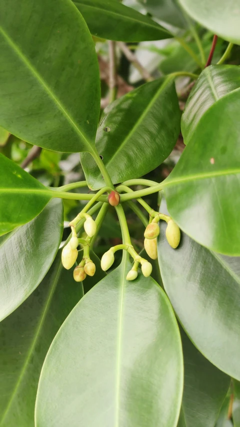 a tree with small white flowers hanging off of it