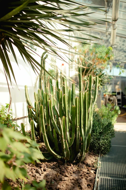 cactus in a large greenhouse next to an entrance