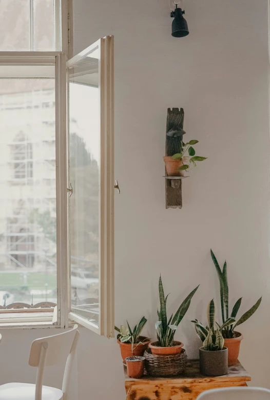 three houseplants are displayed in a living room