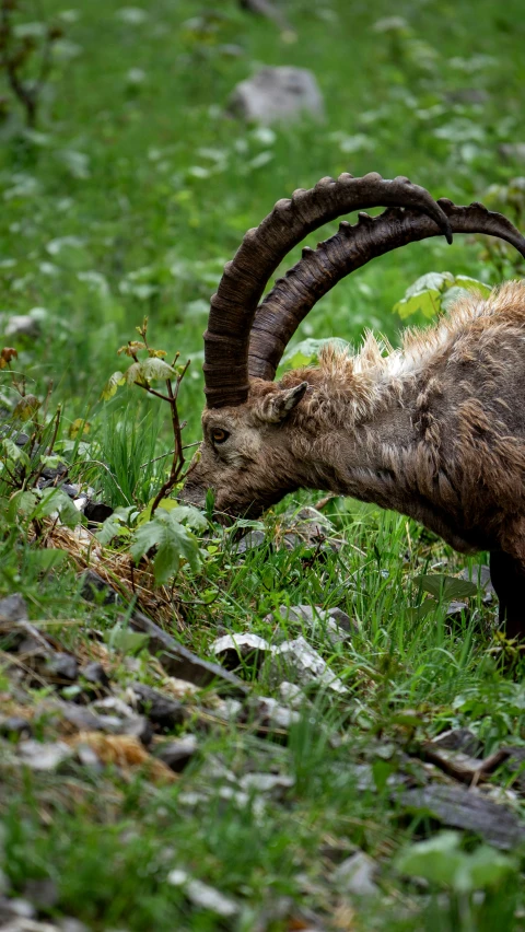 a ram on a grassy hill grazing in the grass