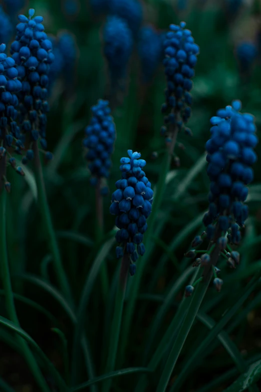 some blue flowers in a pot that is blooming