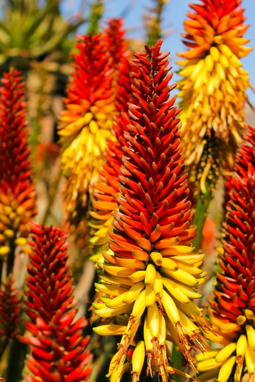 red and yellow flowers in bloom are shown against a blue sky