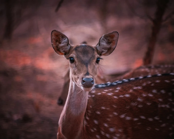 deer with antlers in it's eyes staring at the camera