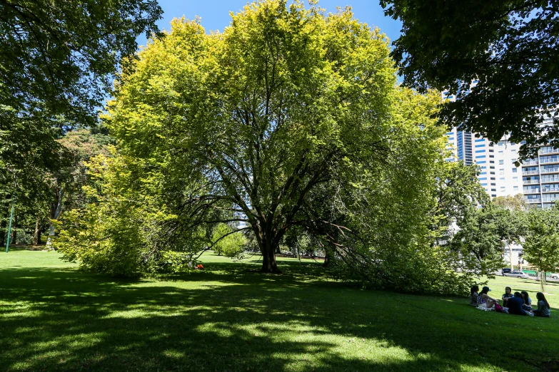 a large green tree stands in the middle of a park