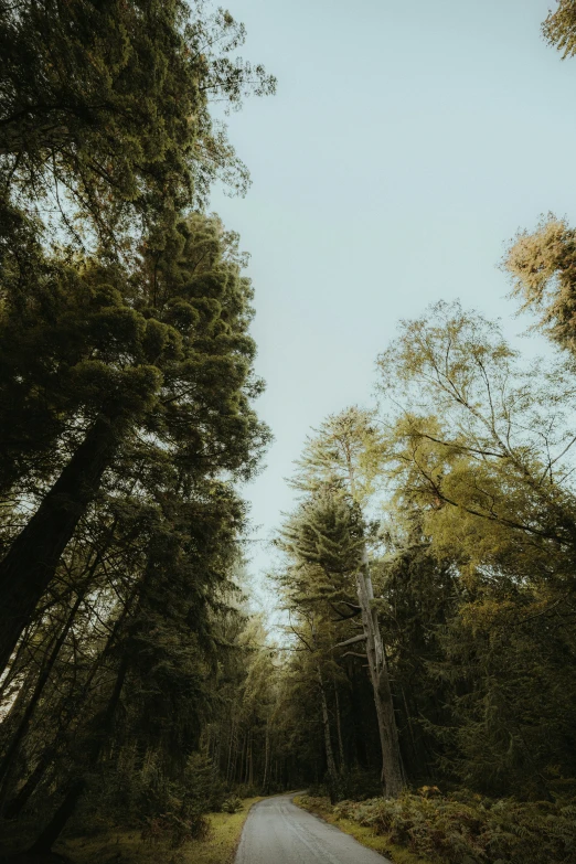 a country road in the middle of the woods