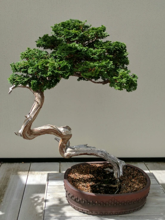 a bonsai tree growing in a pot on a white wood floor