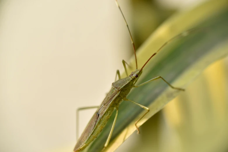 the large grasshopper is sitting on a leaf