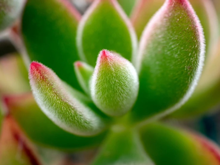 closeup of an odd looking flower in a greenhouse